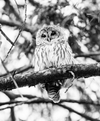 "Barry" The Barred Owl