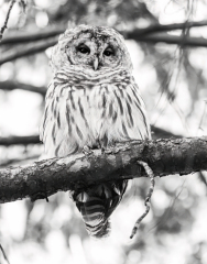 "Barry" The Barred Owl